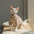 Snug-Cloak for Sphynx Cat Soft Warm Cat Clothing