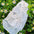 White organza princess dress for hairless cats
