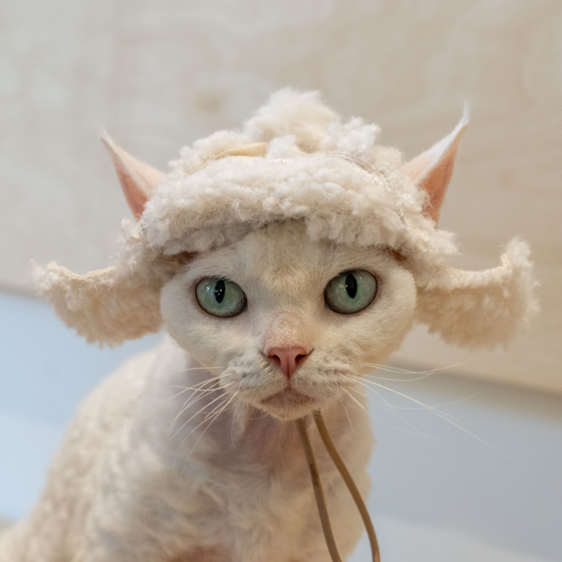 Fleece Aviator Hat for SphynxCat DevonRex White