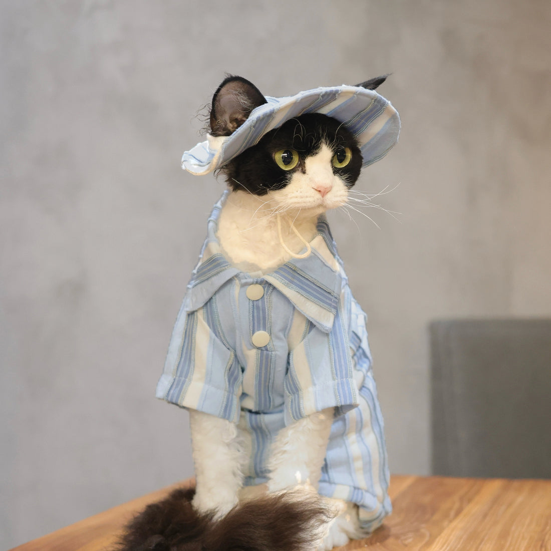 Sky Blue Striped Cotton Tee + Hat – Devon/Sphynx Cat Clothes