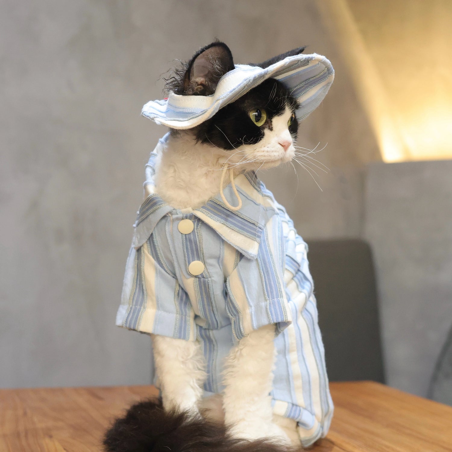Sky Blue Striped Cotton Tee + Hat – Devon/Sphynx Cat Clothes
