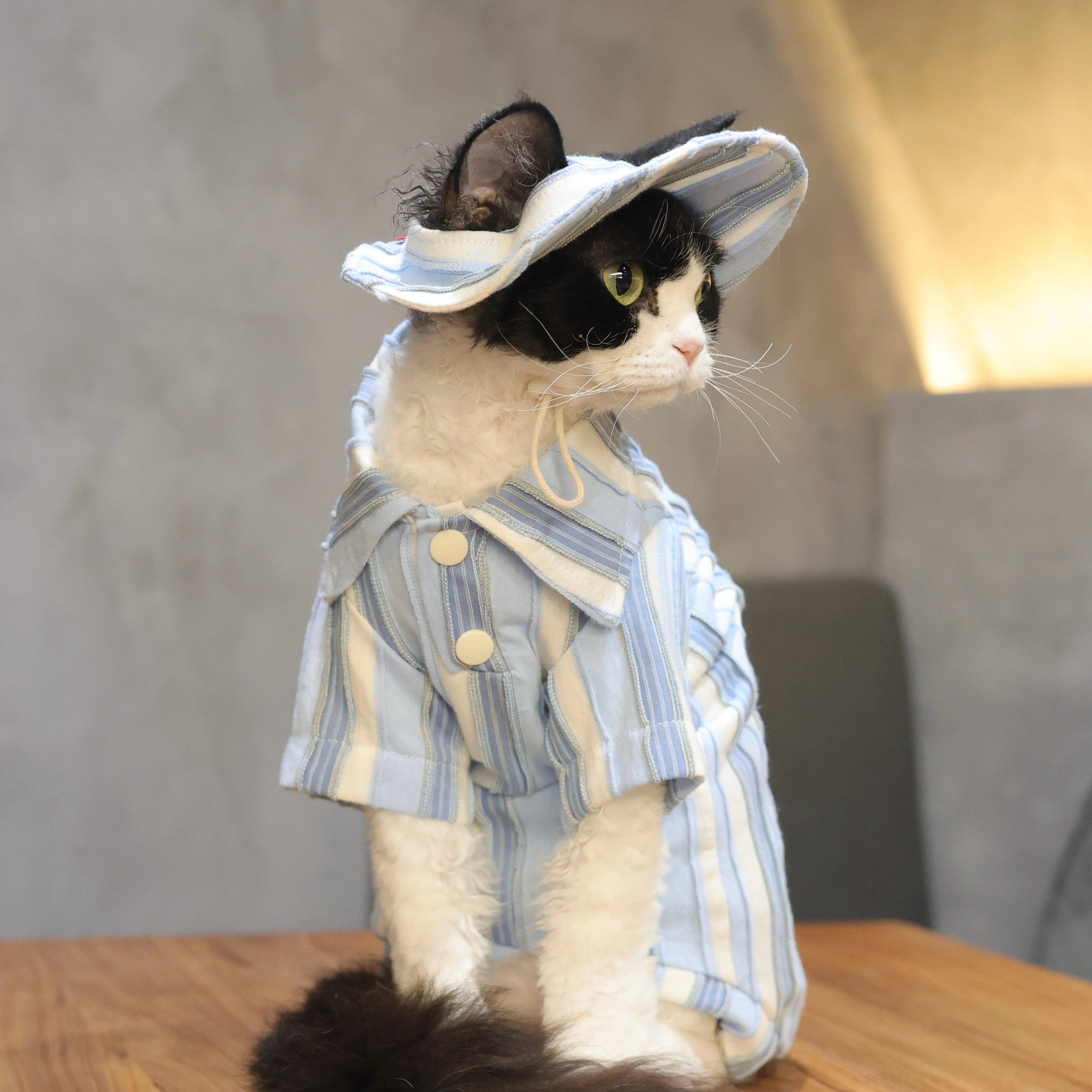 Sky Blue Striped Cotton Tee + Hat – Devon/Sphynx Cat Clothes