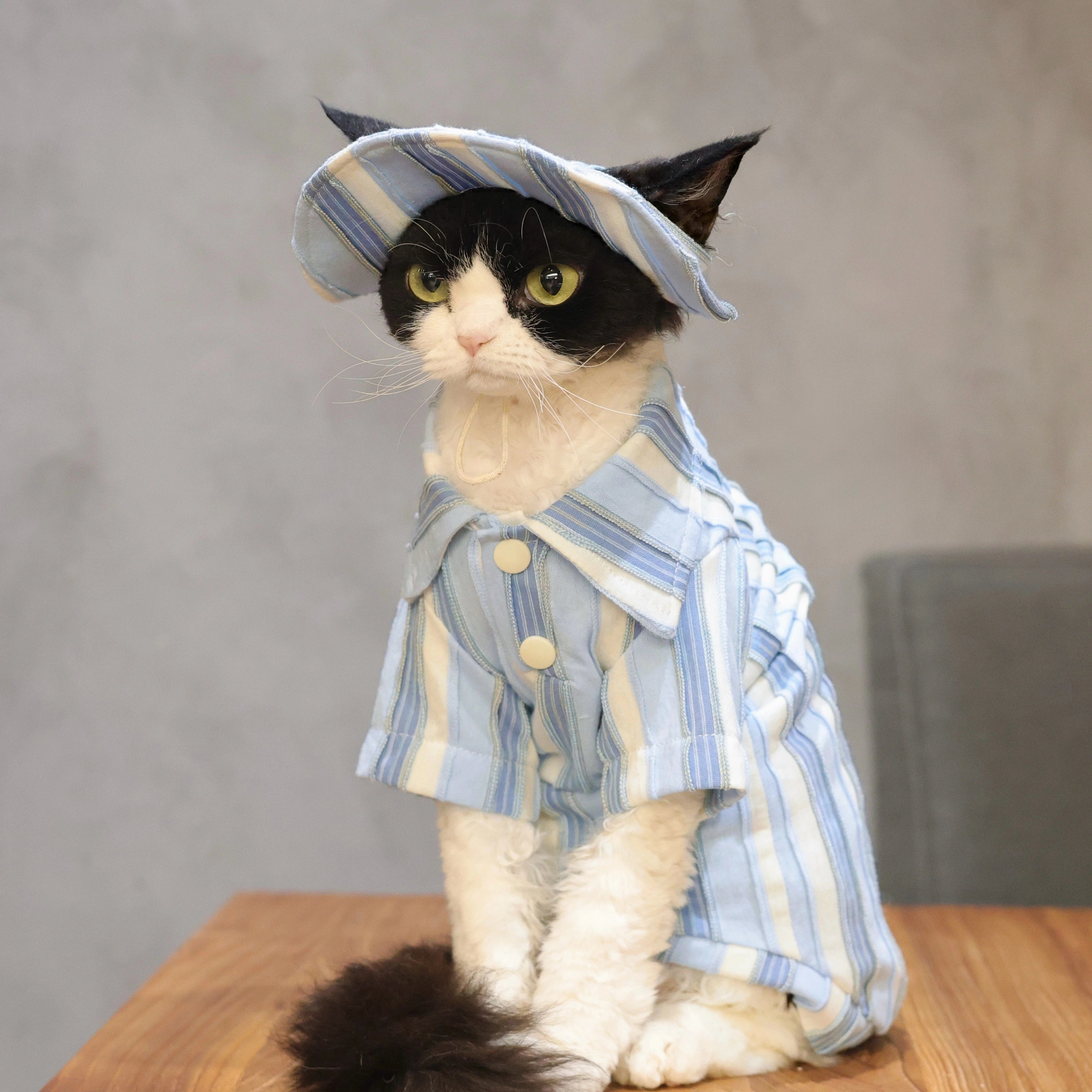 Sky Blue Striped Cotton Tee + Hat – Devon/Sphynx Cat Clothes