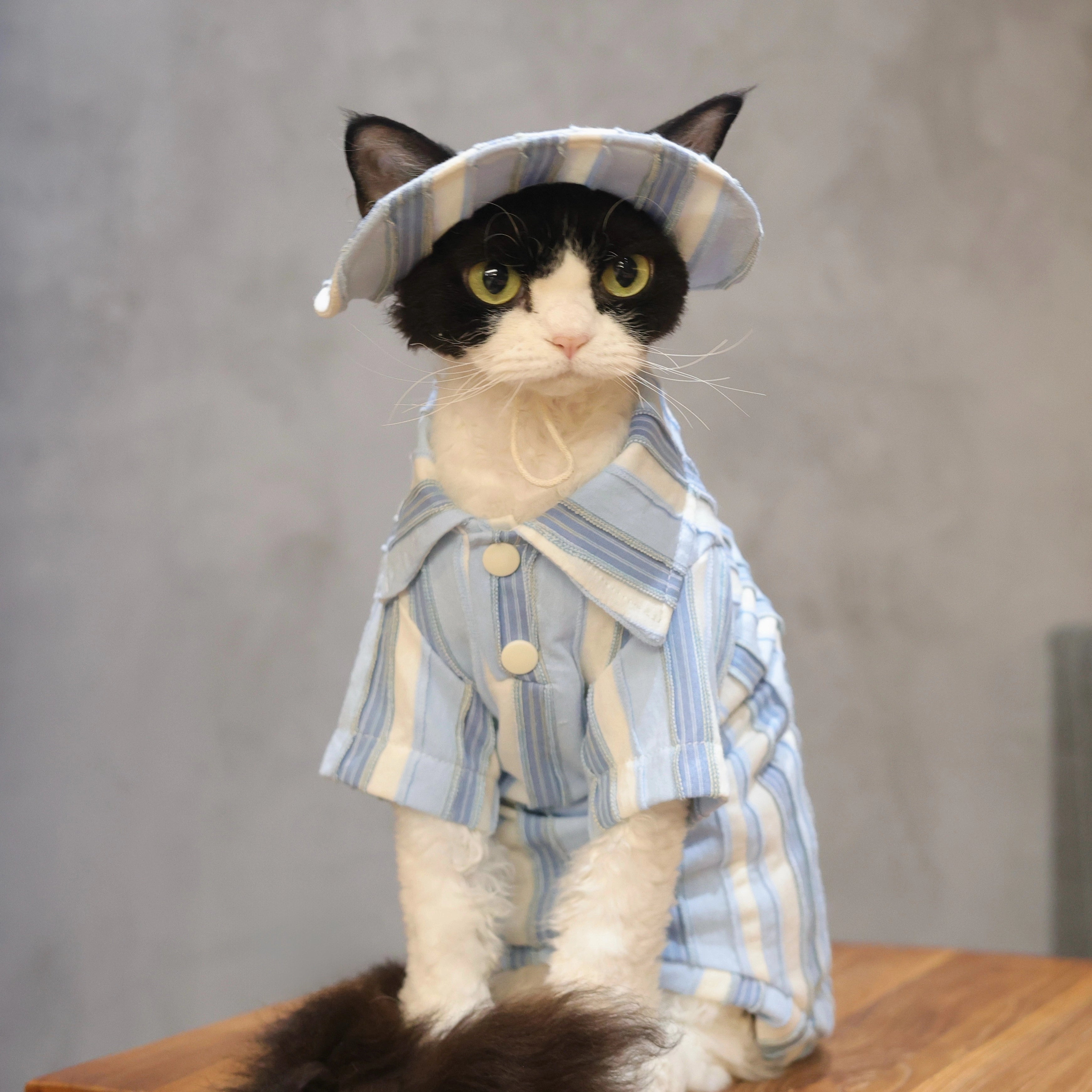 Sky Blue Striped Cotton Tee + Hat – Devon/Sphynx Cat Clothes