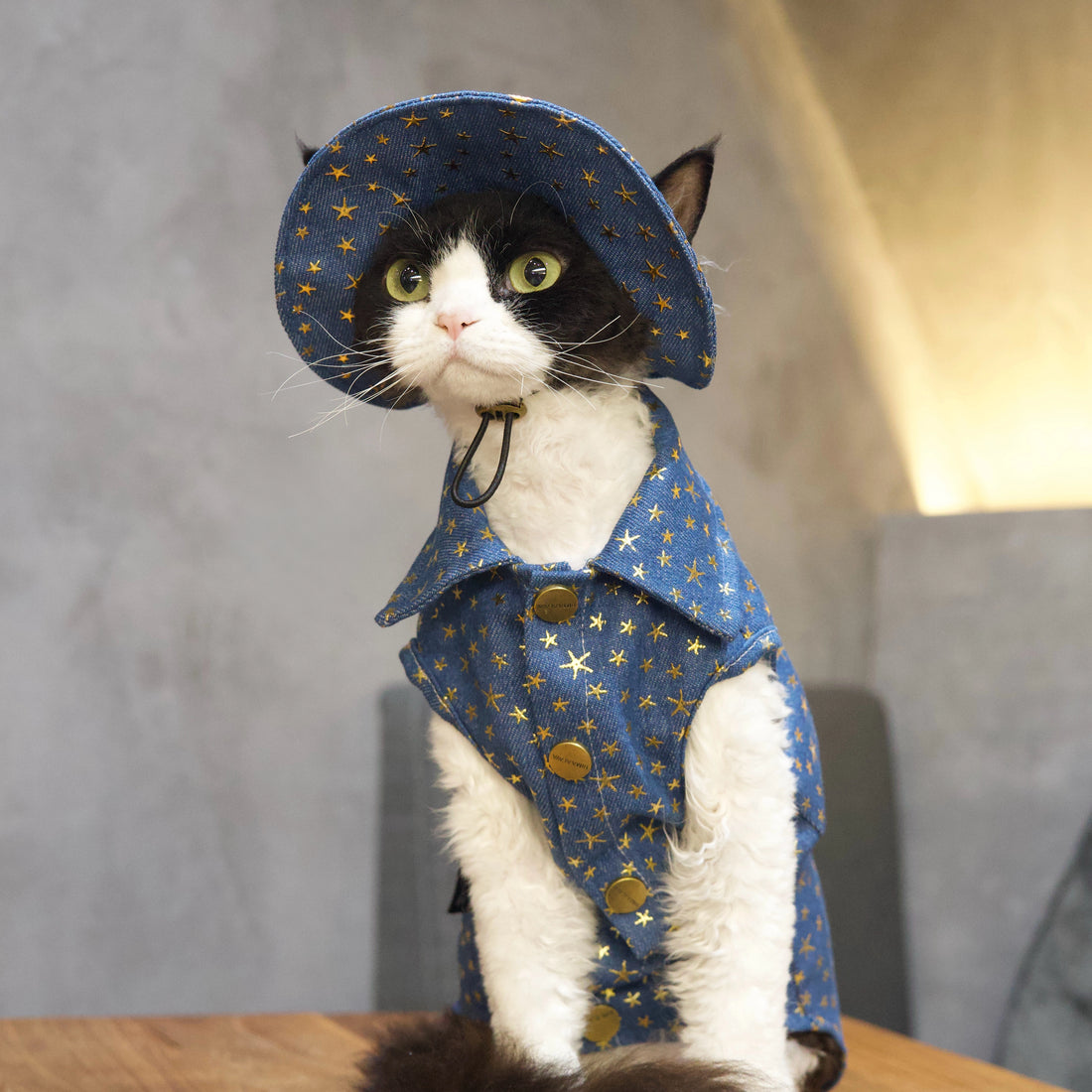 Star Denim Vest Outfit: Shirt + Hat + Buckle for Sphynx &amp; Devon Rex