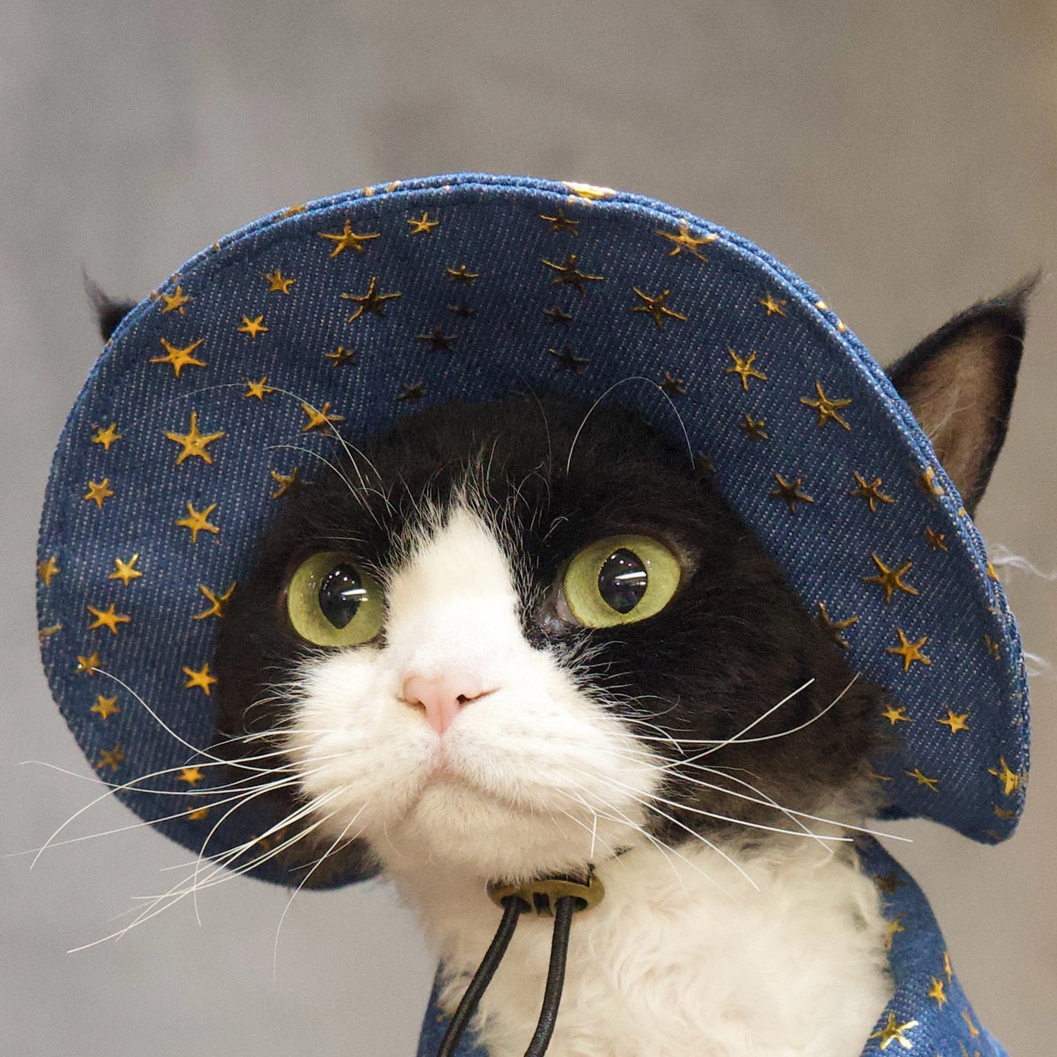 Star Denim Vest Outfit: Shirt + Hat + Buckle for Sphynx &amp; Devon Rex