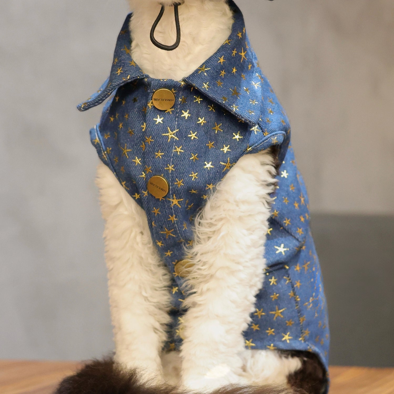 Star Denim Vest Outfit: Shirt + Hat + Buckle for Sphynx &amp; Devon Rex