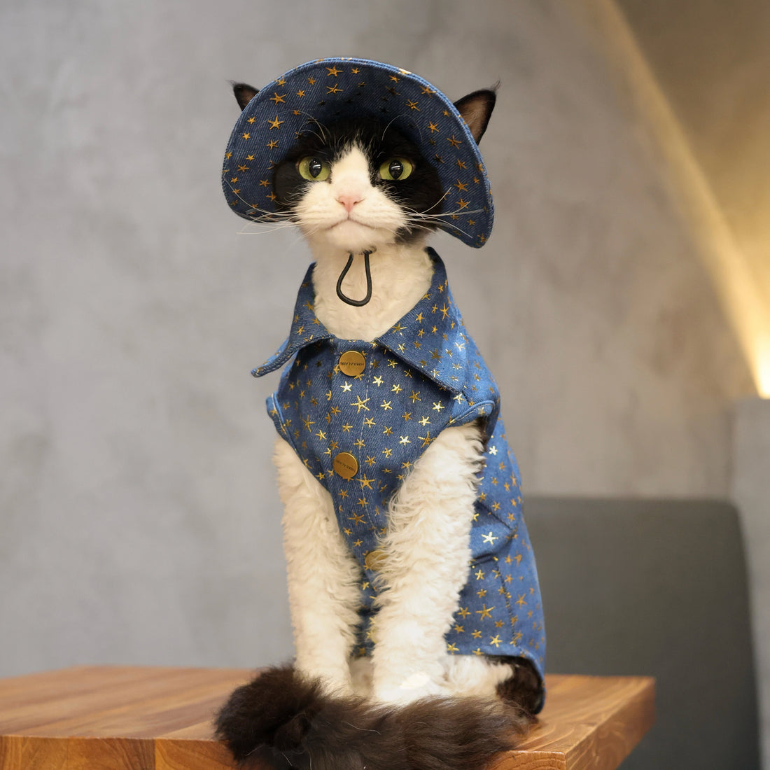 Star Denim Vest Outfit: Shirt + Hat + Buckle for Sphynx &amp; Devon Rex