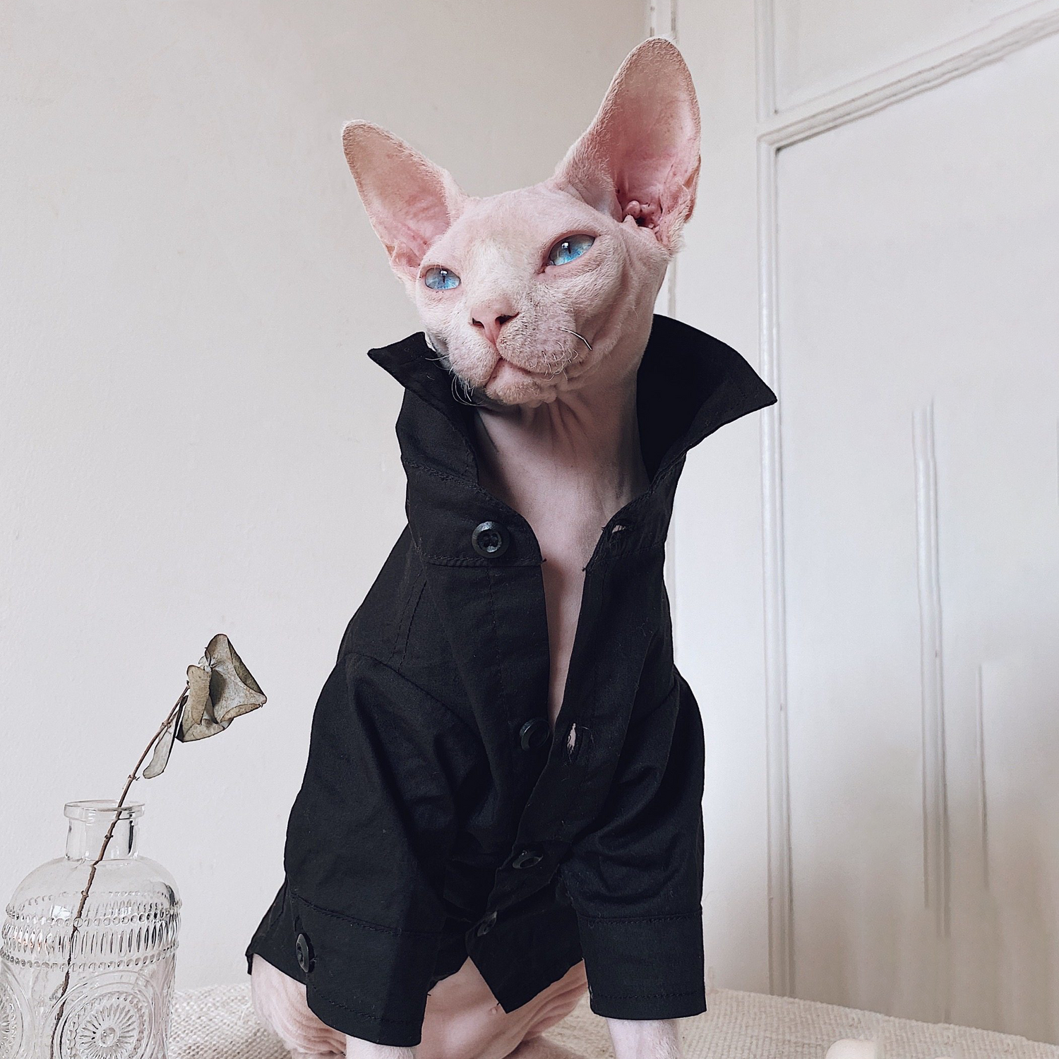Three-piece suit for SphynxCat