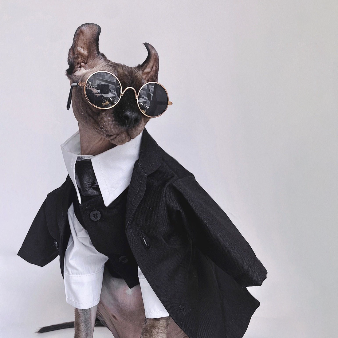 Three-piece suit for SphynxCat