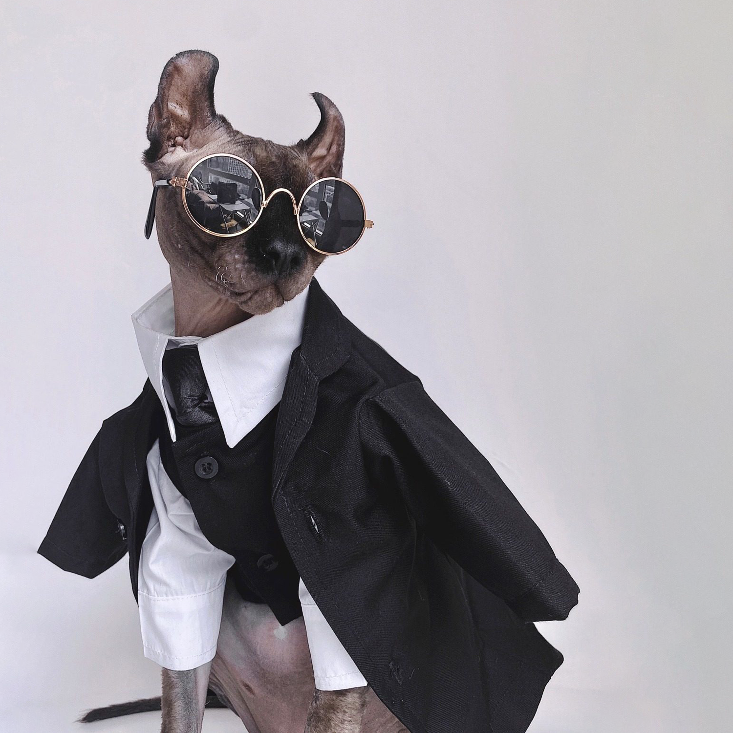 Three-piece suit for SphynxCat
