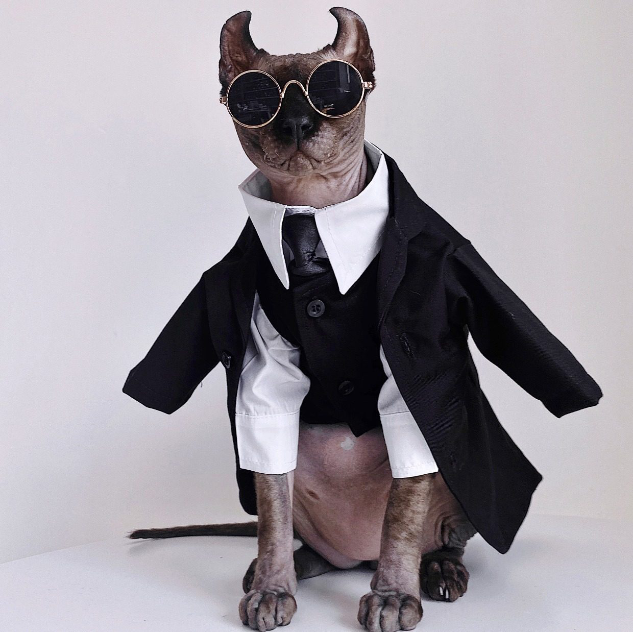 Three-piece suit for SphynxCat