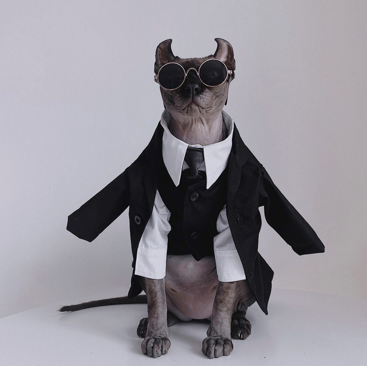 Three-piece suit for SphynxCat