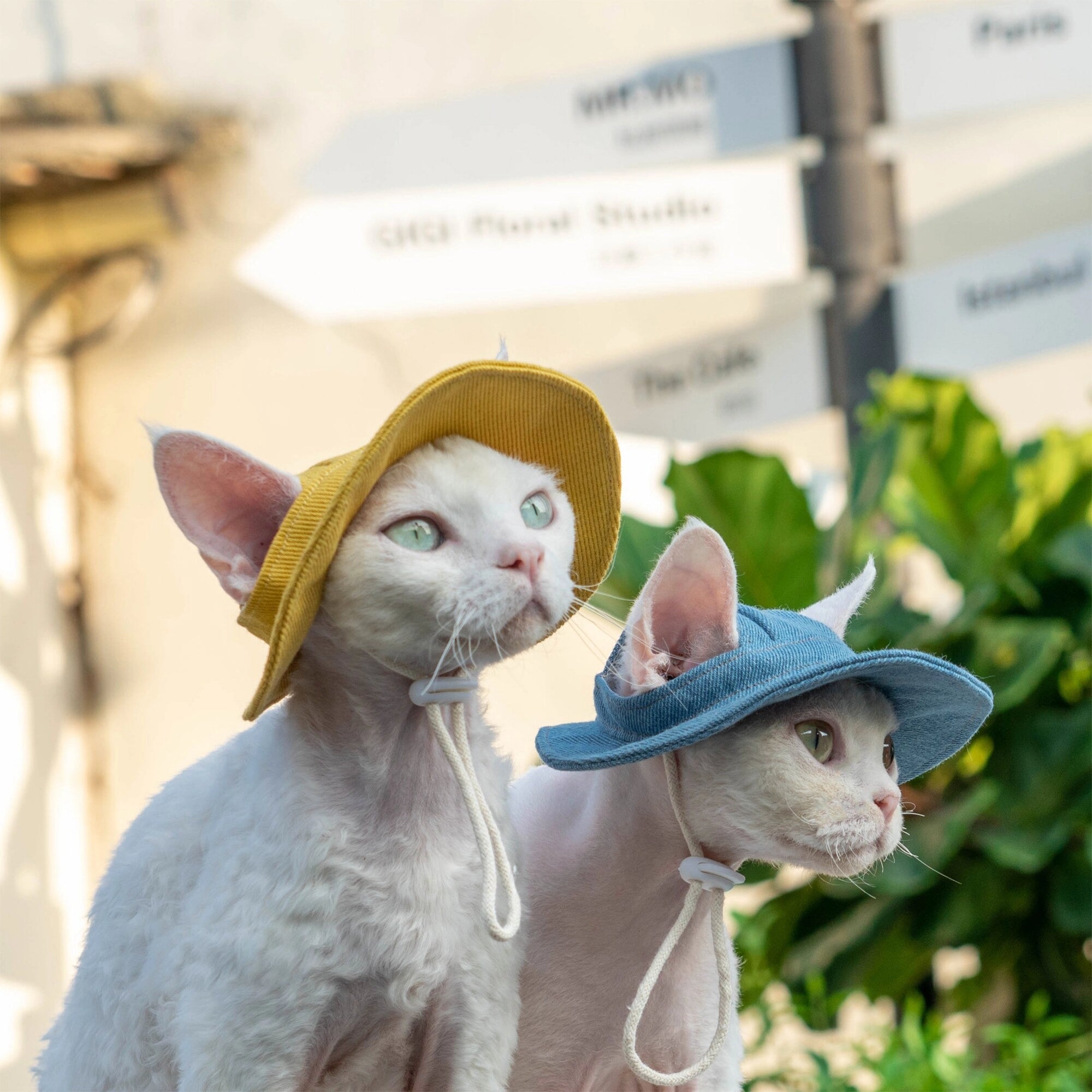 Two Devon Rex cats wearing yellow and blue cat sun hats on a sunny street