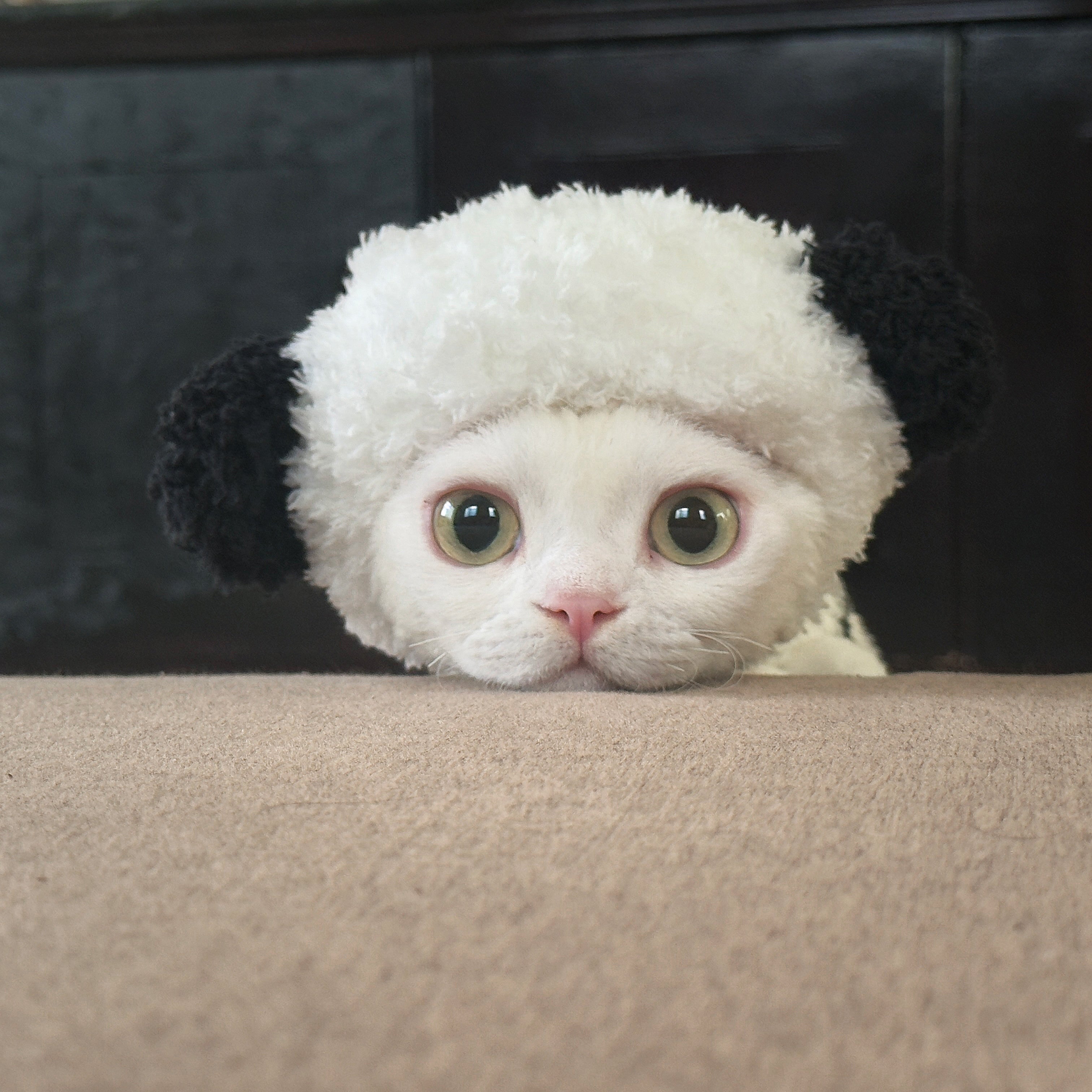 Zebra Fleece SphynxCat DevonRex Clothes