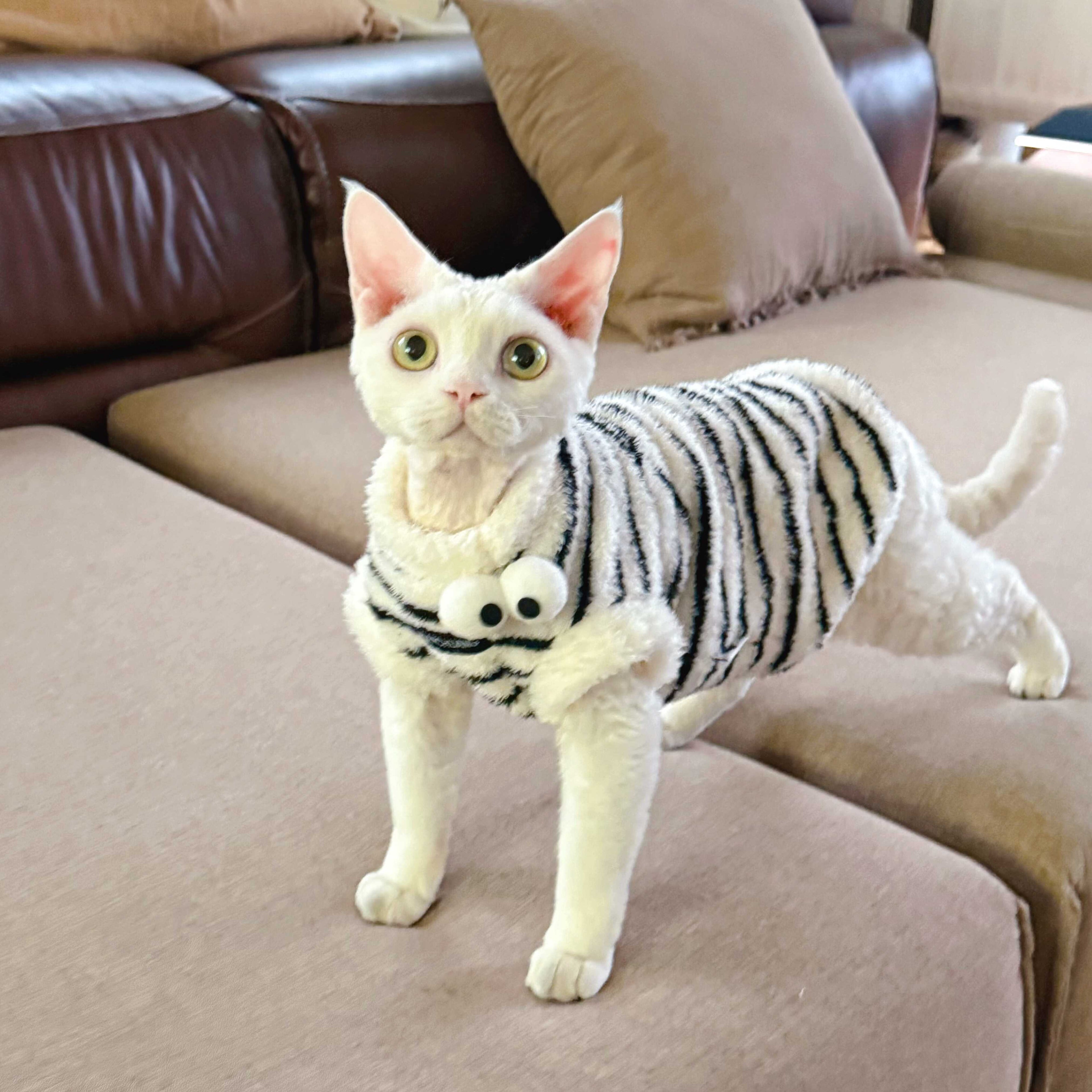 Zebra Fleece SphynxCat DevonRex Clothes