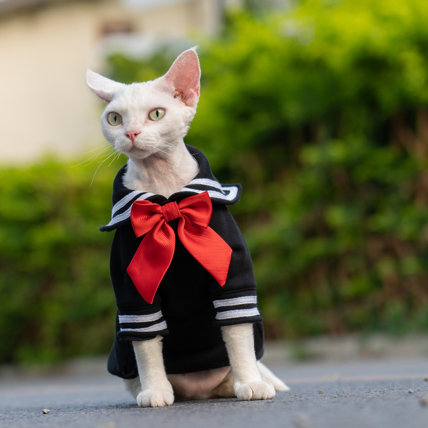 Sailor Kitty Cotton Hoodie Costumes for Cats